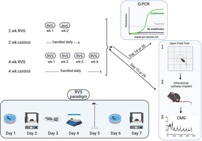 Repeated variate stress increased voiding frequency and altered TrpV1 and TrpV4 transcript expression in lower urinary tract (LUT) pathways in female mice